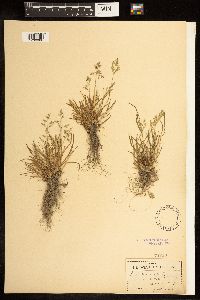 Poa annua image