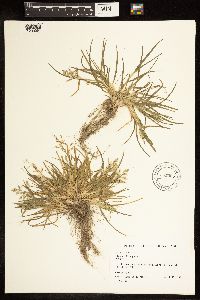 Poa annua image