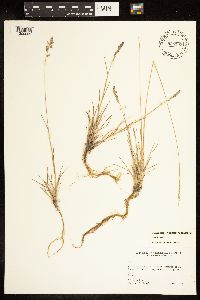 Poa annua image