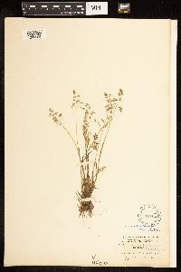 Poa annua image