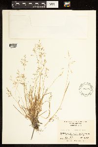 Poa annua image