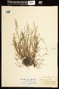 Poa annua image