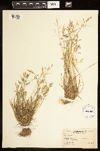 Poa annua image