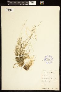 Poa annua image