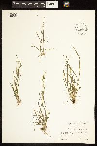 Poa annua image