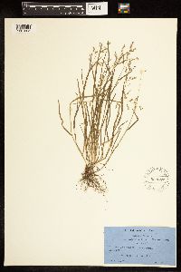 Poa annua image