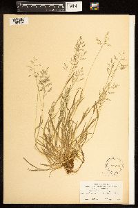 Poa annua image
