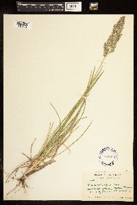 Image of Poa arachnifera