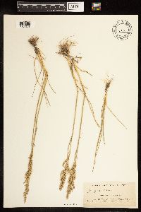 Poa arida image
