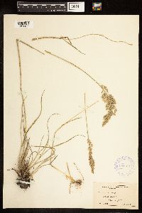 Poa arida image