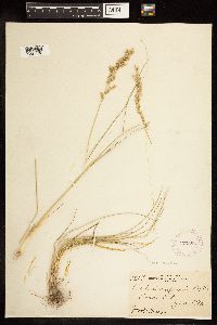 Poa arida image
