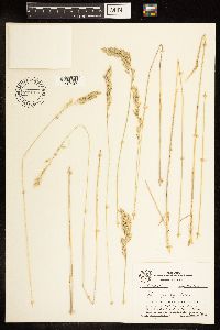 Poa arida image
