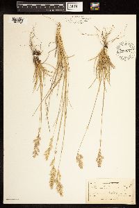 Poa arida image