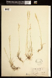 Poa arida image