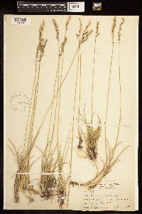 Poa arida image