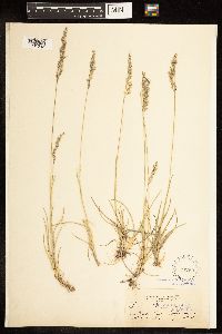 Poa arida image