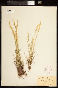 Poa arida image
