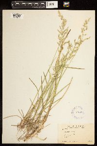 Poa arida image