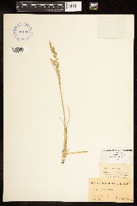 Poa arida image