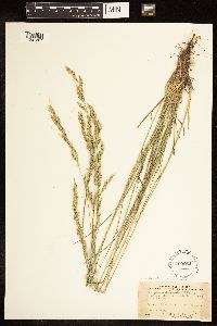 Poa arida image