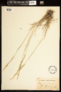 Poa arida image