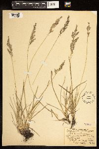 Poa arida image