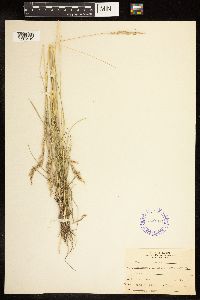 Poa arida image