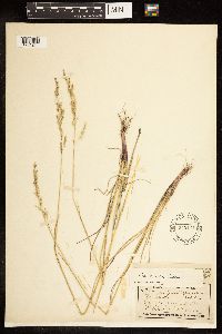 Poa arida image