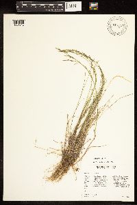 Poa arida image