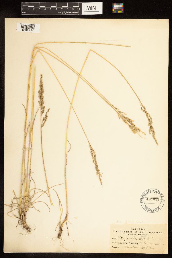 Poa arida image