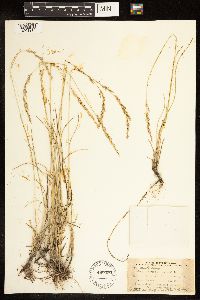Poa arida image