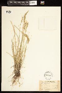 Poa arida image