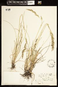 Poa arida image
