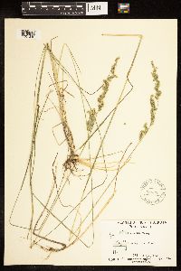 Poa arida image