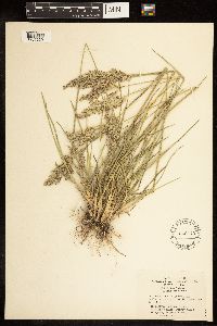 Poa arida image
