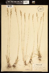 Poa arida image