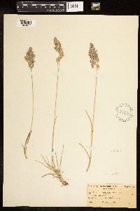 Poa arida image