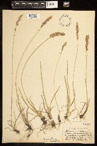 Poa arida image