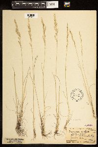 Poa arida image