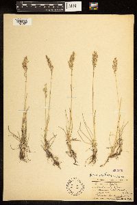 Poa arida image