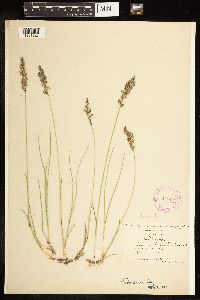 Poa arida image