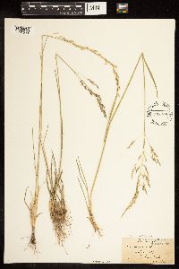 Poa arida image