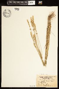 Poa arida image