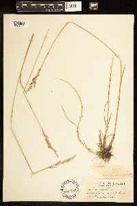 Poa arida image