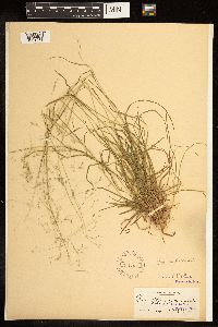 Poa arida image