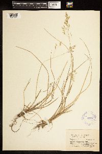 Image of Poa autumnalis