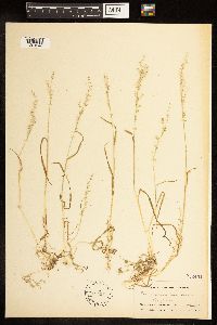 Image of Poa bigelovii