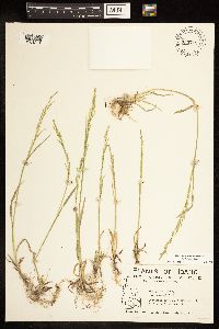 Poa bolanderi image