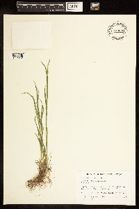 Poa bolanderi image