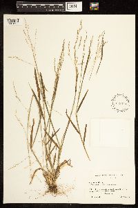 Poa bolanderi image